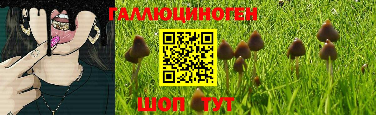 Вышний Волочёк  Галлюциногенные грибы Psilocybine cubensis  Вход с VPN 